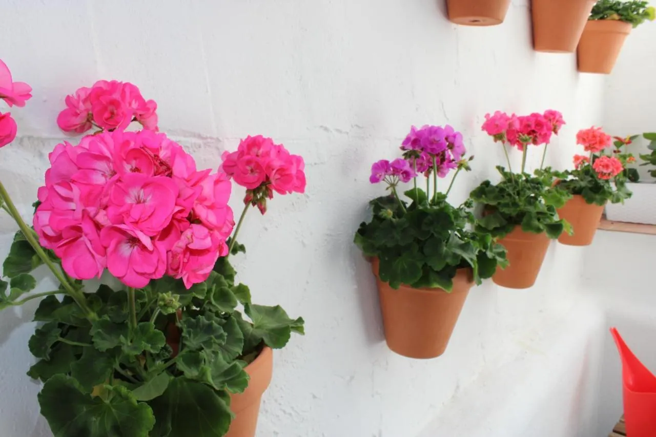 Fan Flat San Juan Apartment Malaga 0*,  Spain